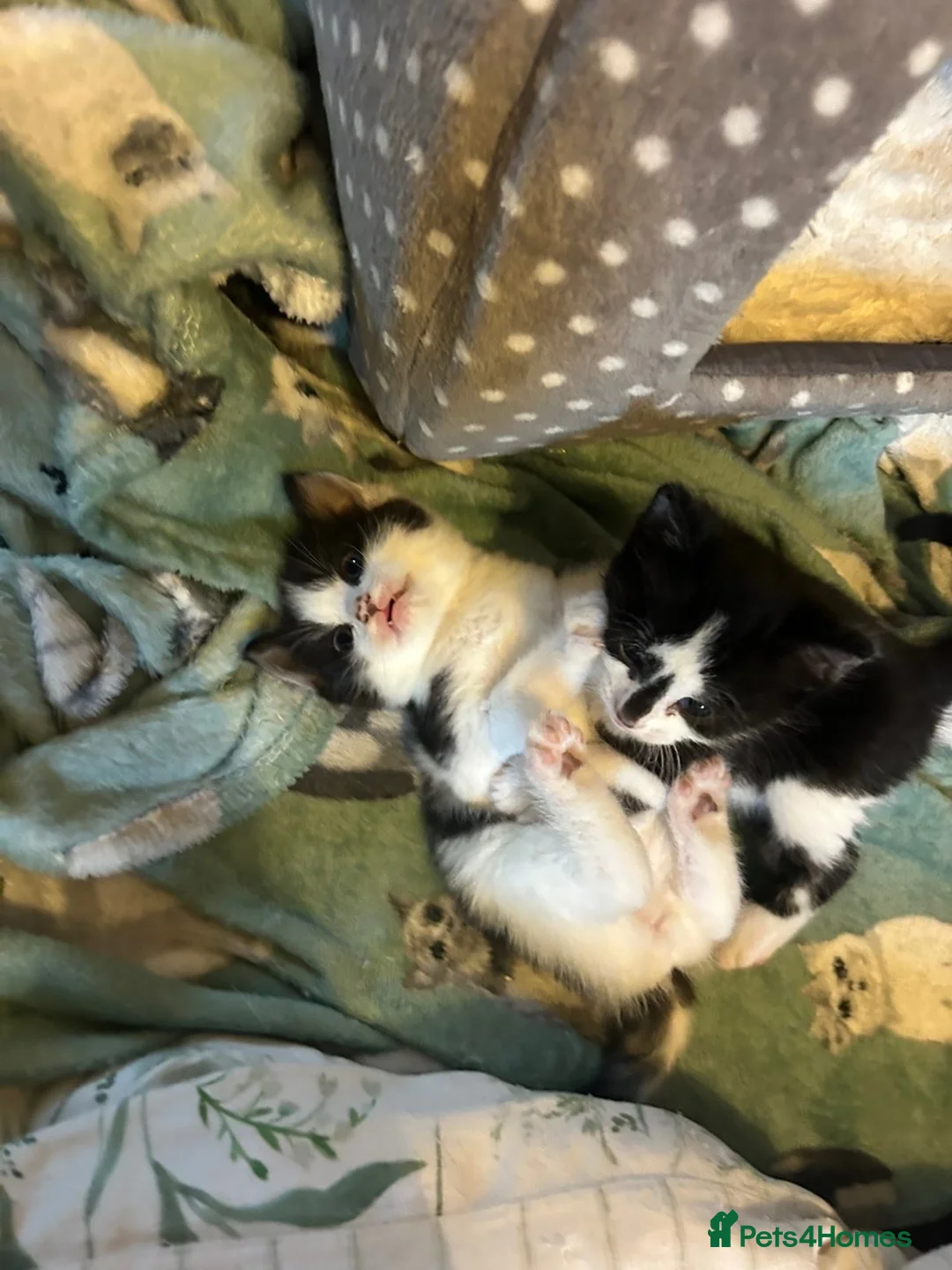 Mixed Breed cats for sale: 2 male kittens  in Haltwhistle - Advert 2
