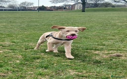 Labrador Retriever dogs for sale: Rehoming our beautiful boys, 9 month old labradors - Image 8