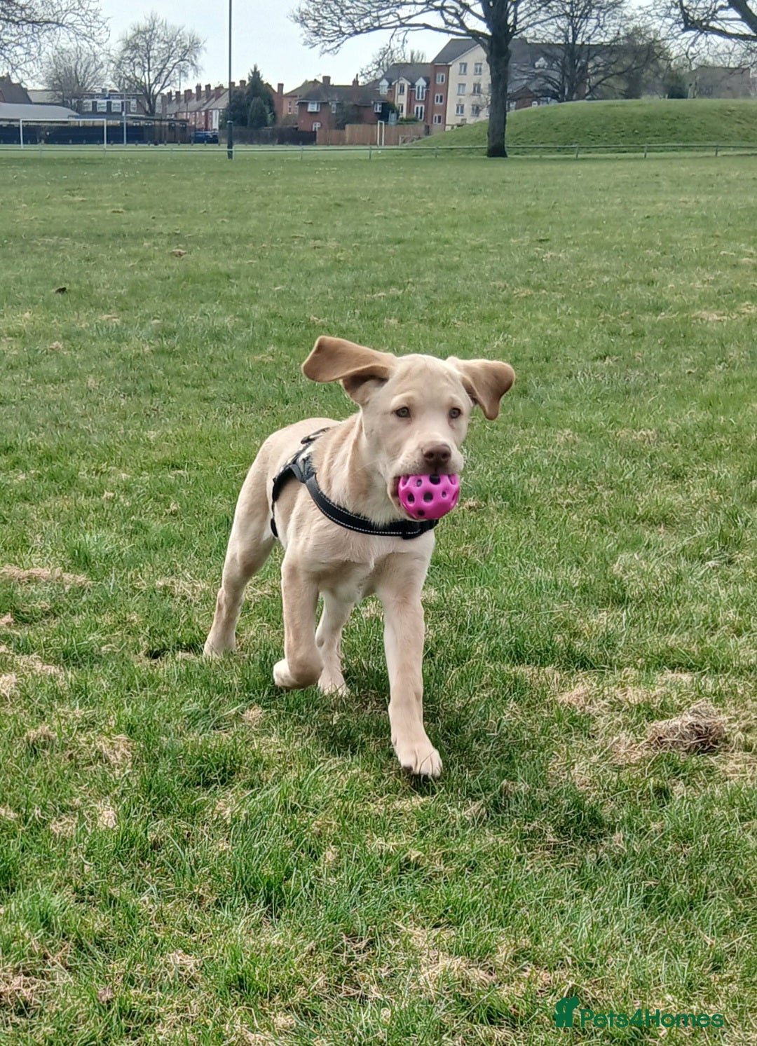 Labrador Retriever dogs for sale: Rehoming our beautiful boys, 9 month old labradors - Image 8