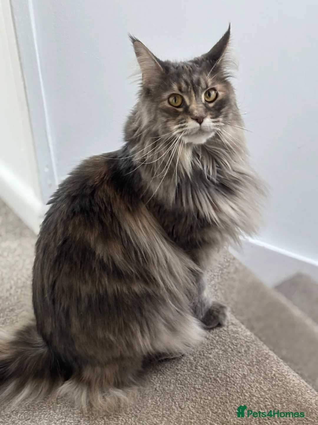 Maine Coon cats for sale: 4 Maine Coon kittens looking for a loving home  - Advert 1