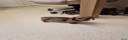 Miniature Dachshund dogs for sale: Miniature chocolate dapple black tan dachshund - Advert 22