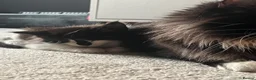 Maine Coon cats for sale: Tuxedo Maine coon kittens  - Advert 2