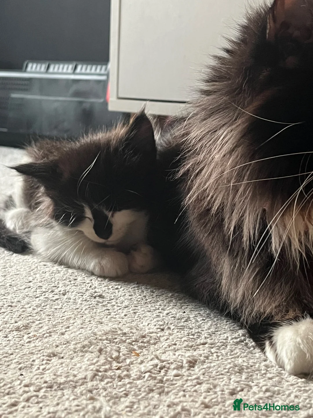 Maine Coon cats for sale: Tuxedo Maine coon kittens  - Advert 2