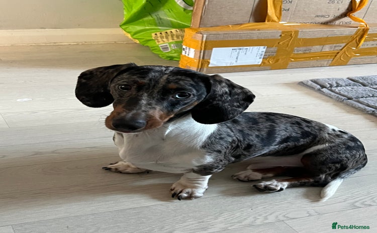 Miniature Dachshund dogs miniature dachshund  - Advert 1