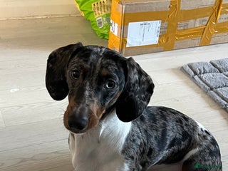 Miniature Dachshund dogs miniature dachshund - Advert 1