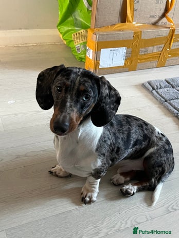 Miniature Dachshund dogs miniature dachshund - Advert 1