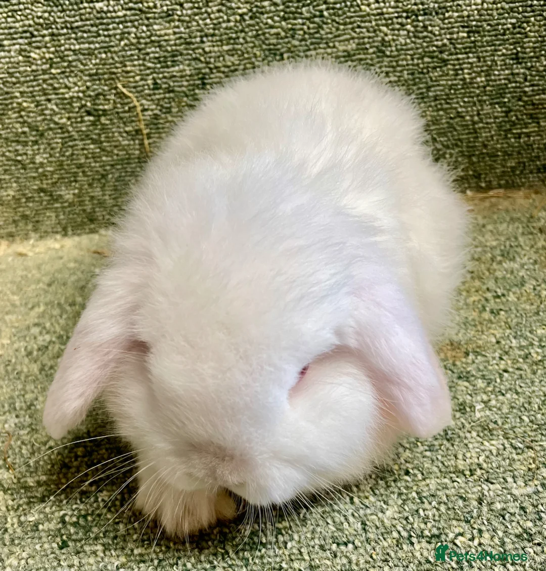 Mini Lop rabbits for sale: Mini lop sweet female - Advert 2