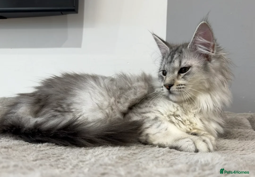 Maine Coon cats for sale: Stunning Black Silver Shaded Maine Coon Kittens - Advert 7