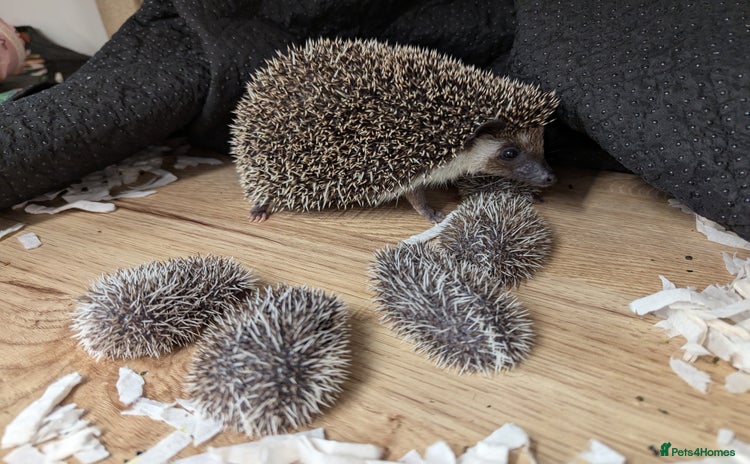 Pygmy Hedgehog rodents - Advert 2