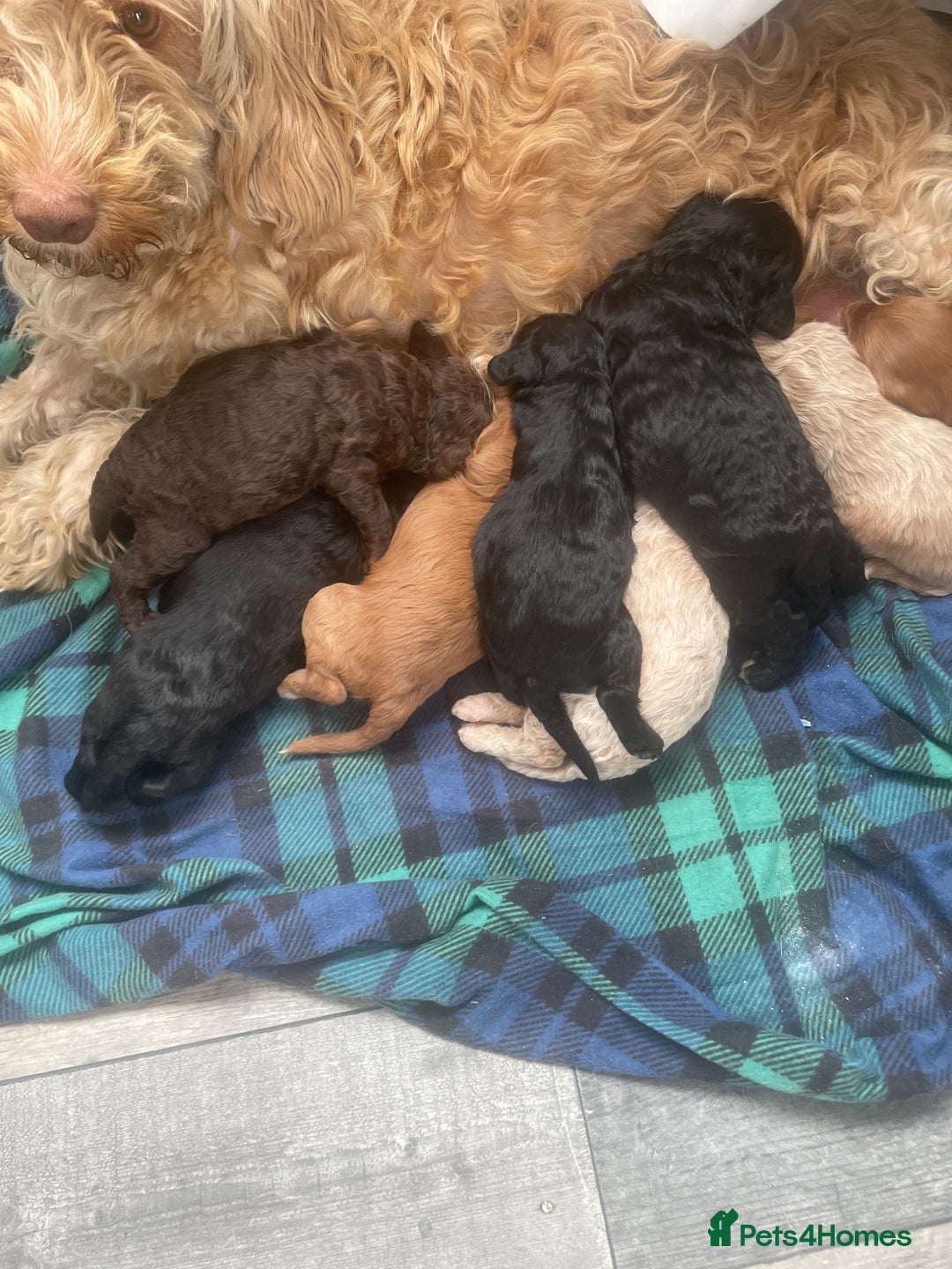Cavapoo dogs for sale: F1b cavapoo male ready 7/12/25  - Advert 8
