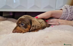 Miniature Dachshund dogs for sale: ADORABLE MINIATURE DACHSHUND PUPPIES - Image 3
