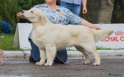 Golden Retriever dogs for sale: KC/FCI Well-Bred, Health CERTIFICATED,DAD CHAMPION - Image 15
