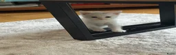 Mixed Breed cats for sale: Ragdoll X 2 longhair Blk and white ready now  - Advert 15