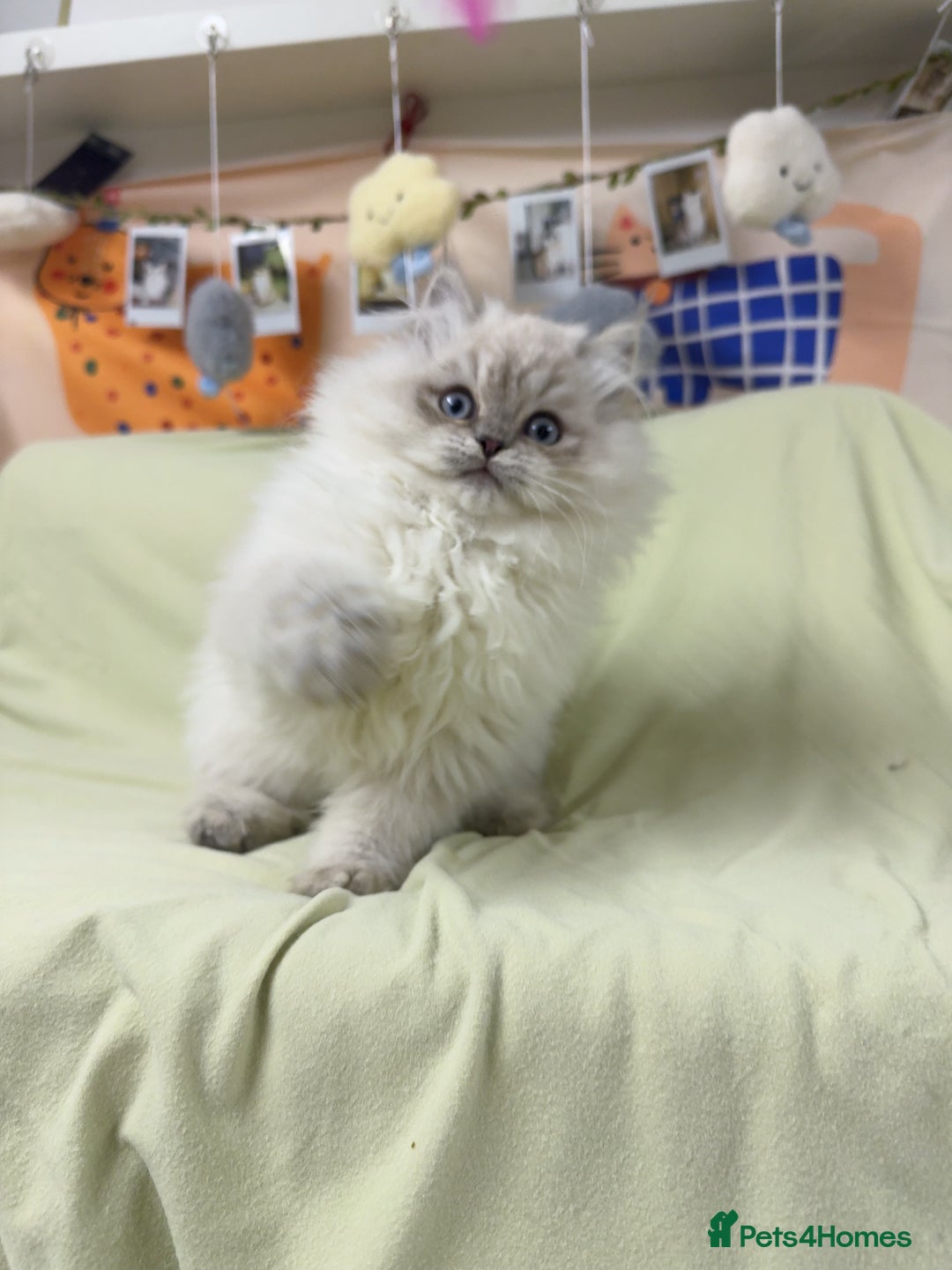 Perdoll cats for sale: Blue Bicolor Point Perdoll Boy - Advert 2