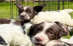 English Springer Spaniel dogs for sale: Springer spaniel puppies for sale  - Image 31
