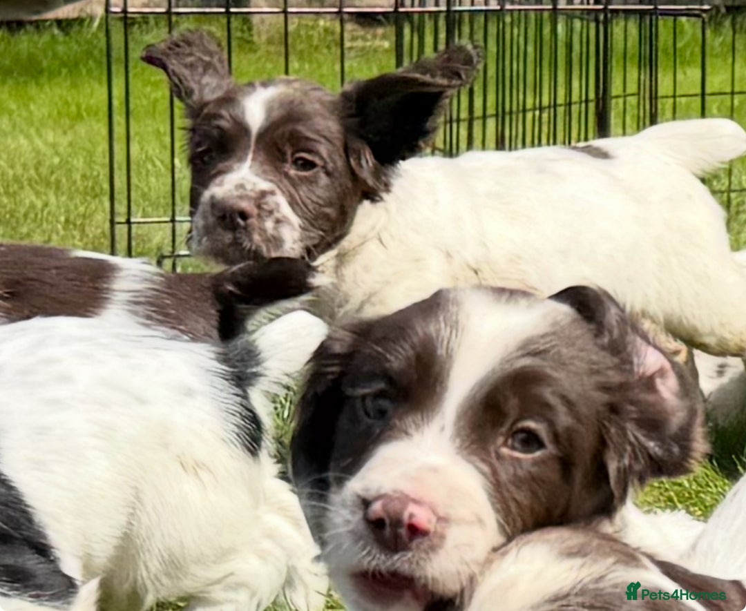 English Springer Spaniel dogs for sale: Springer spaniel puppies for sale  - Image 31
