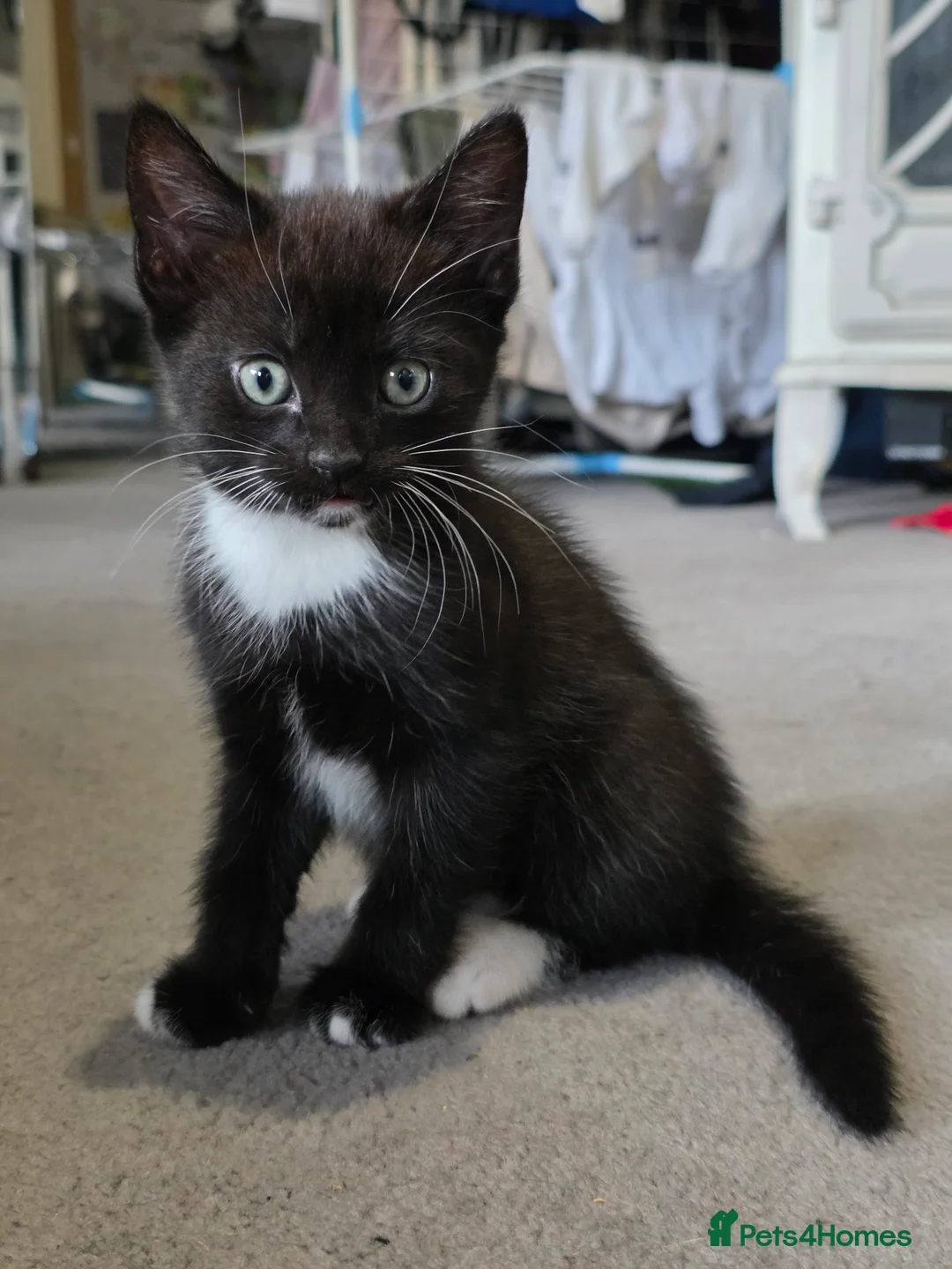 Mixed Breed cats for sale: Adorable black and white kittens - Advert 3