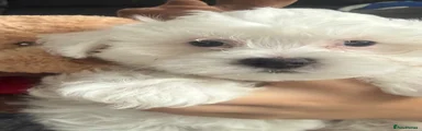 Maltese 2