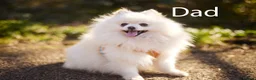Pomeranian dogs for sale: Stunning White/Cream Pomeranian Puppies - Advert 2