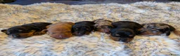 Dachshund dogs for sale: Standard dachshund puppies - Advert 6