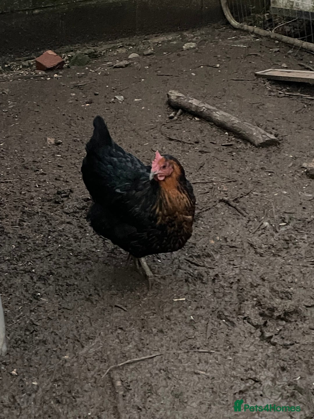 Chickens poultry for sale: Mixture of hens and cockerels - Advert 8