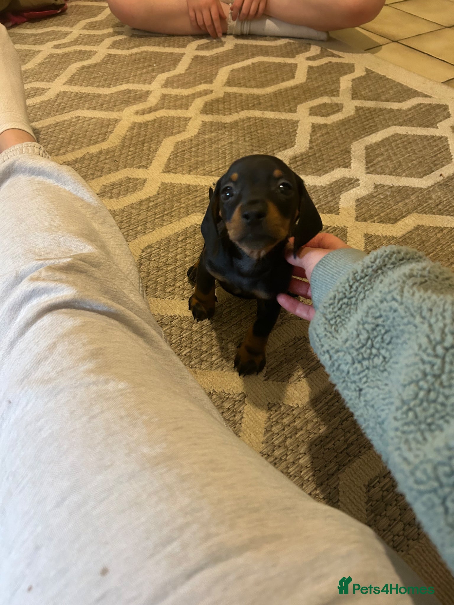Miniature Dachshund dogs for sale: *reduced* ready now Miniature dachshund.  - Advert 10