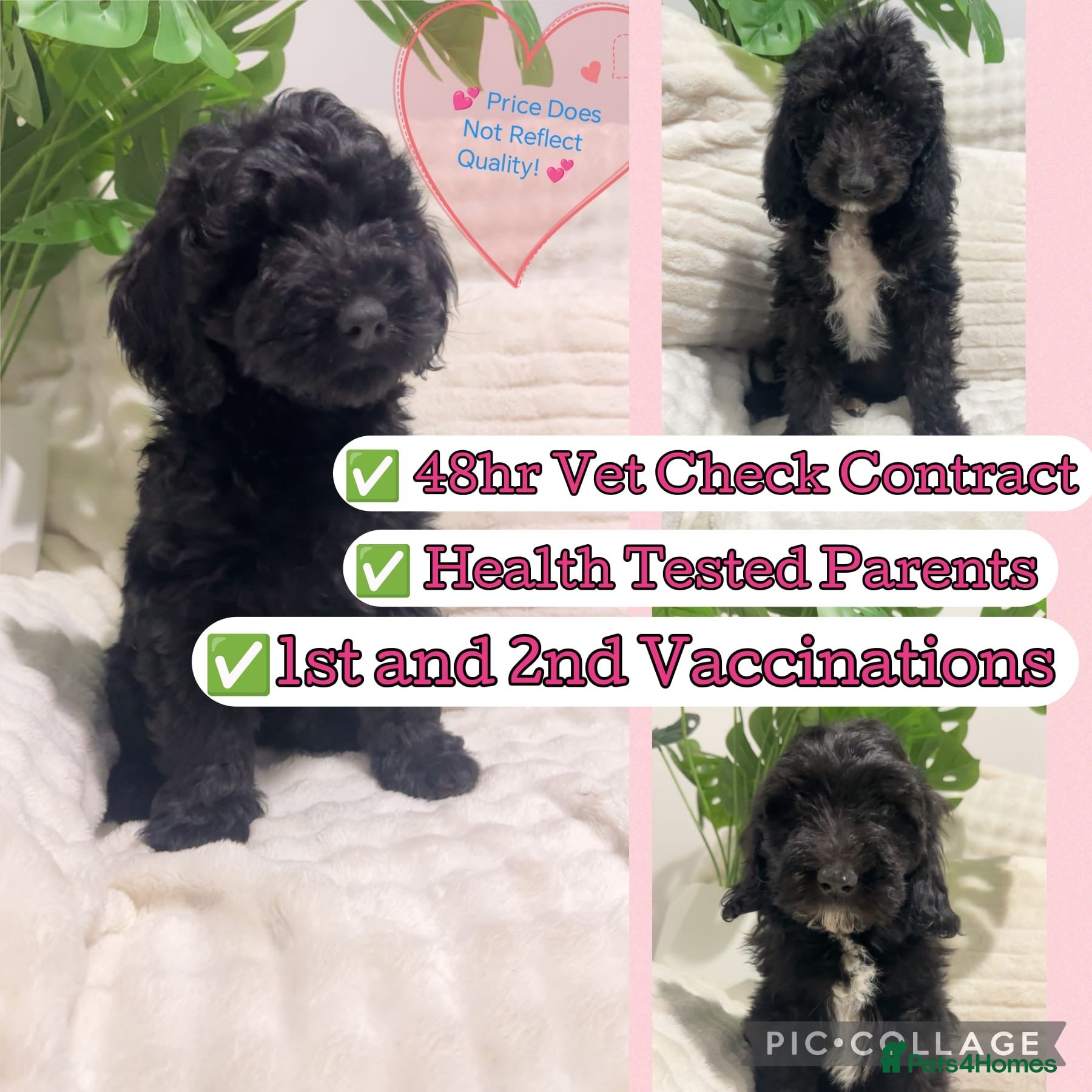 Australian Labradoodle dogs Australian Labradoodles ready now vaccinated  - Advert 6