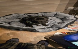 Cane Corso dogs for sale: Cane corso (brindle) female 7 month old - Image 3