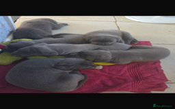 Cane Corso dogs for stud: Proven cane corso for stud  in Warrington - Image 7
