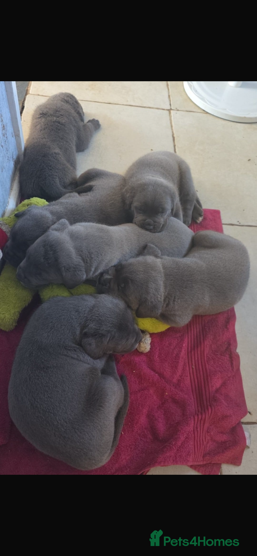 Cane Corso dogs for stud: Proven cane corso for stud  in Warrington - Image 7