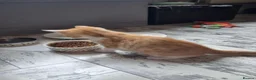 Domestic Shorthair cats for sale: 2 MALE AND 1 FEMALE 9 WEEK OLD KITTENS - Advert 15