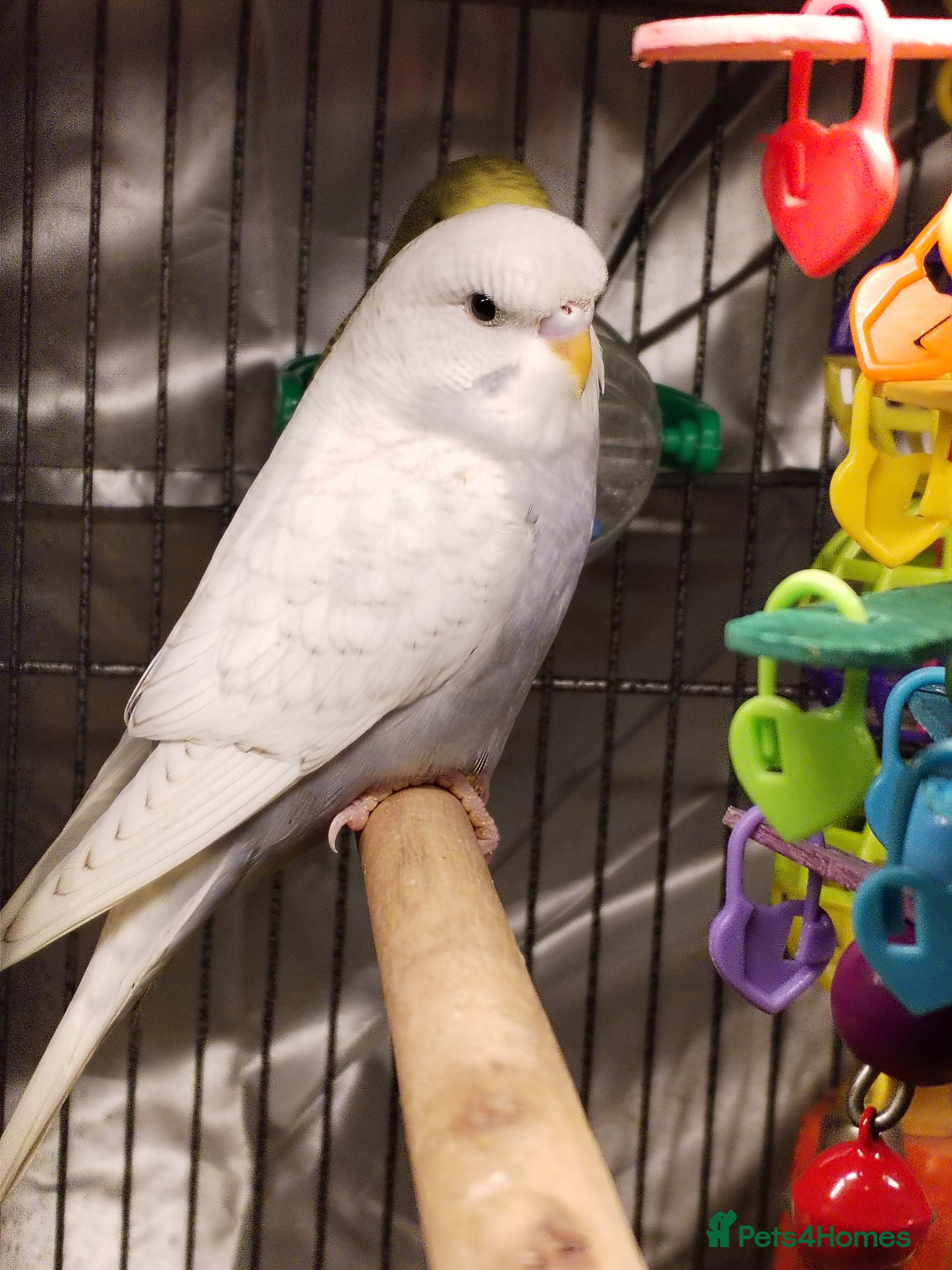 Budgerigars birds Beautiful baby budgies  - Advert 1