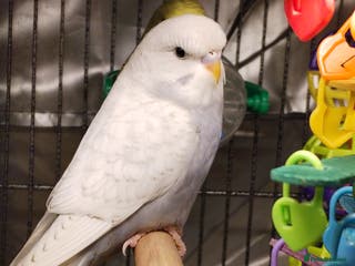 Budgerigars birds Beautiful baby budgies - Advert 1