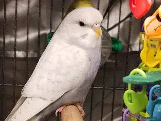 Budgerigars birds Beautiful baby budgies - Advert 9