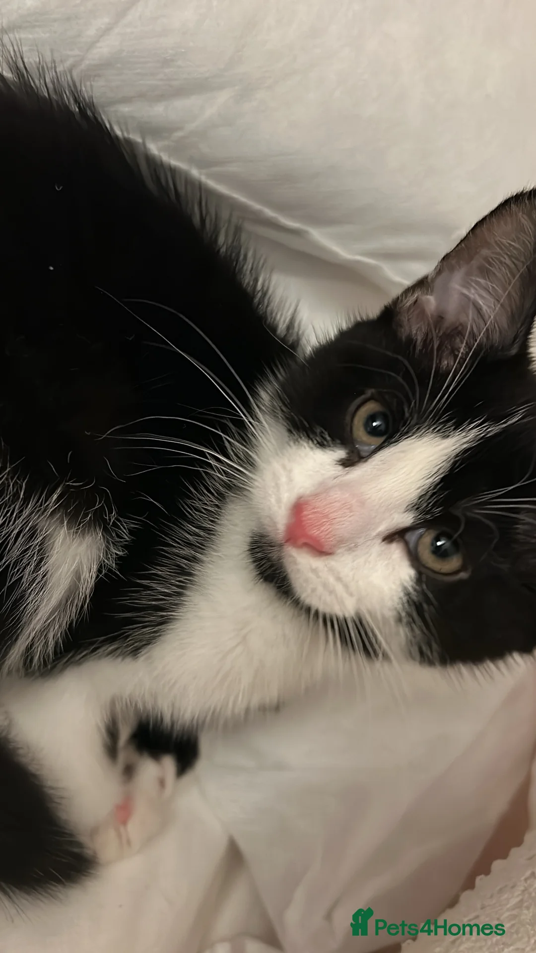 Mixed Breed cats for sale: Gentle Male Kitten (+ litter tray, food, toys…) - Advert 2