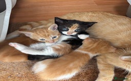 Mixed Breed cats for sale: Trio of kittens - Image 5