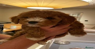 Cockapoo dogs - Advert 14