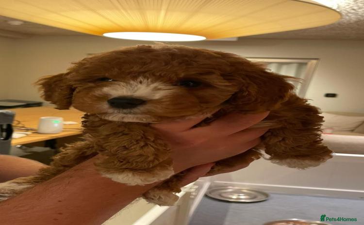 Cockapoo dogs - Advert 4