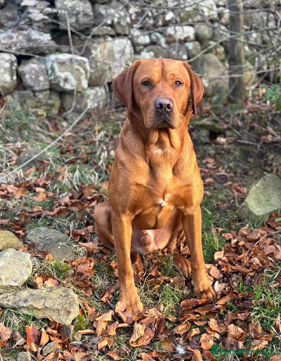 Labrador Retriever dogs for sale: Fox Red Labrador  in Leyburn - Advert 2
