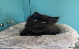 Ragdoll cats for sale: Ragdoll Cross Kittens – £300 each - Image 9