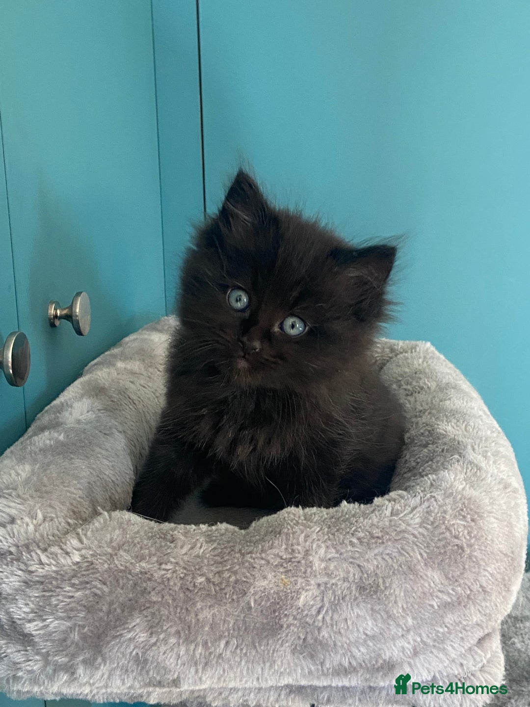 Ragdoll cats for sale: Ragdoll Cross Kittens – £300 each - Image 9