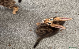 Bengal cats for sale: Beautiful Bengal mixed kittens - Image 13