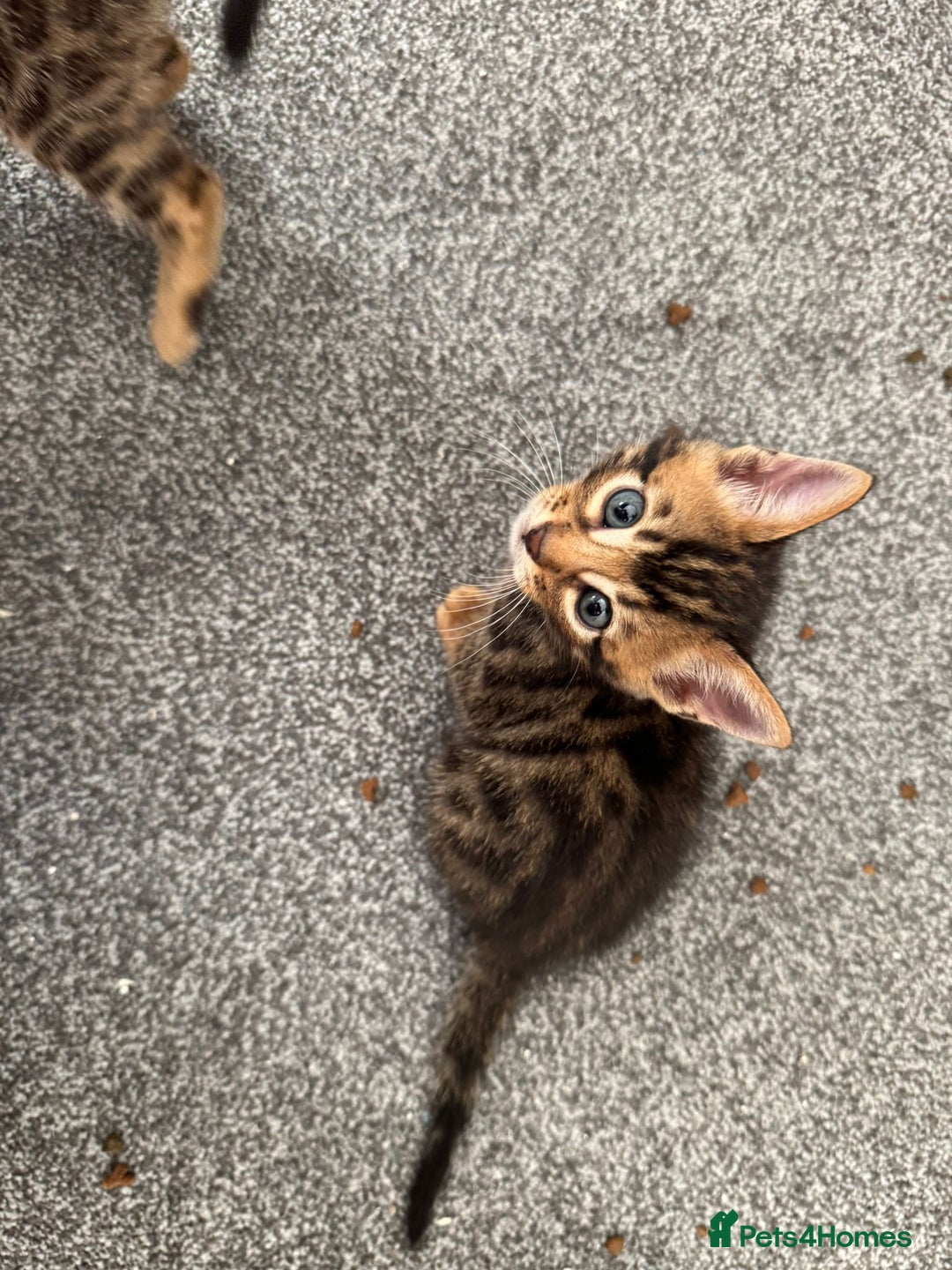 Bengal cats for sale: Beautiful Bengal mixed kittens - Image 13