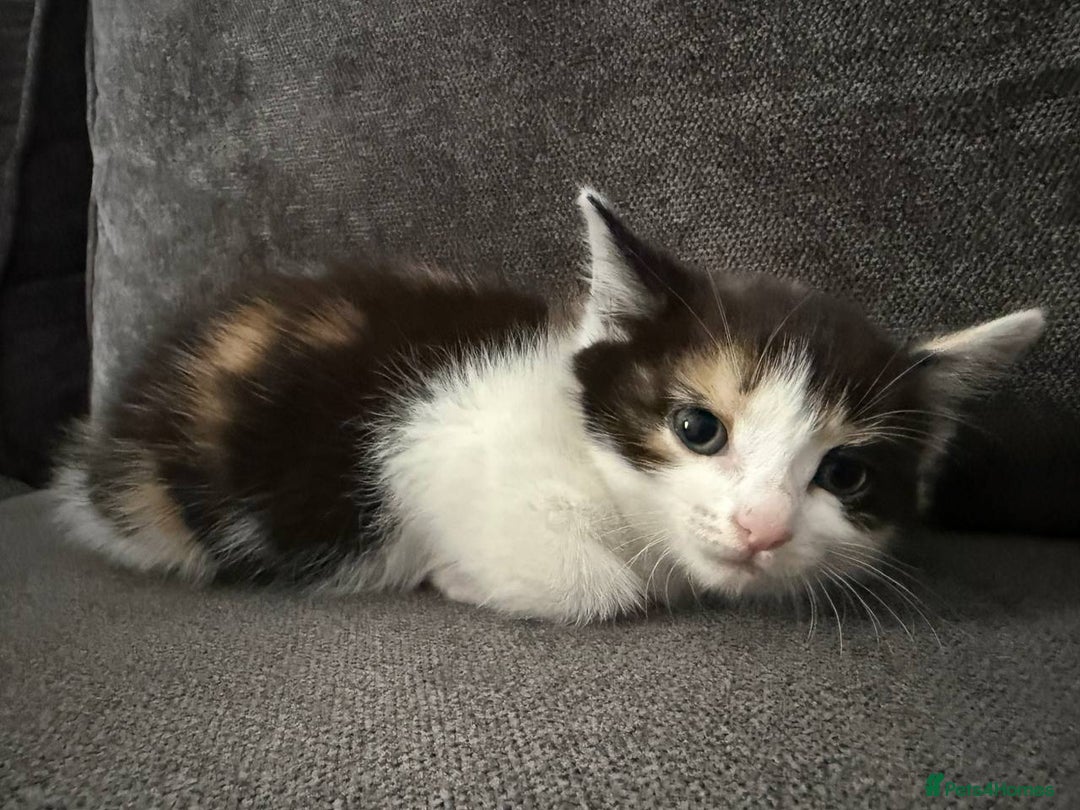 American Shorthair cats for sale: Smart stunning mixed colour kittens  - Image 21
