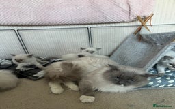 Ragdoll cats for sale: Breathtaking Poseidon - Image 5