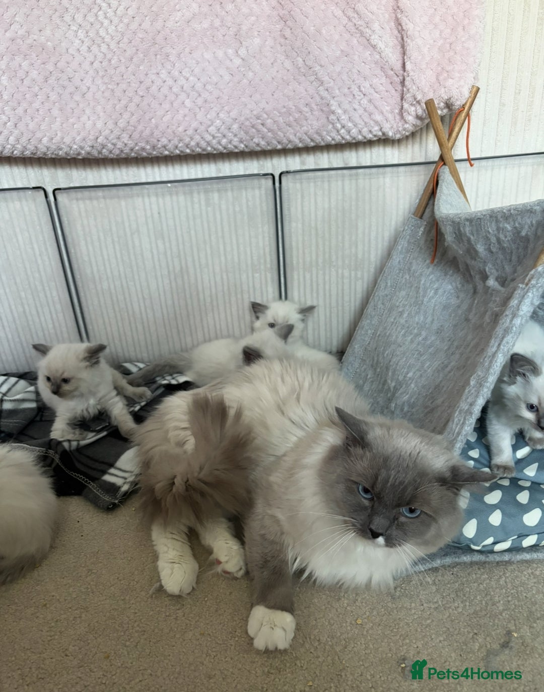Ragdoll cats for sale: Breathtaking Poseidon - Image 5