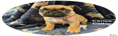 Frug Puppy 7
