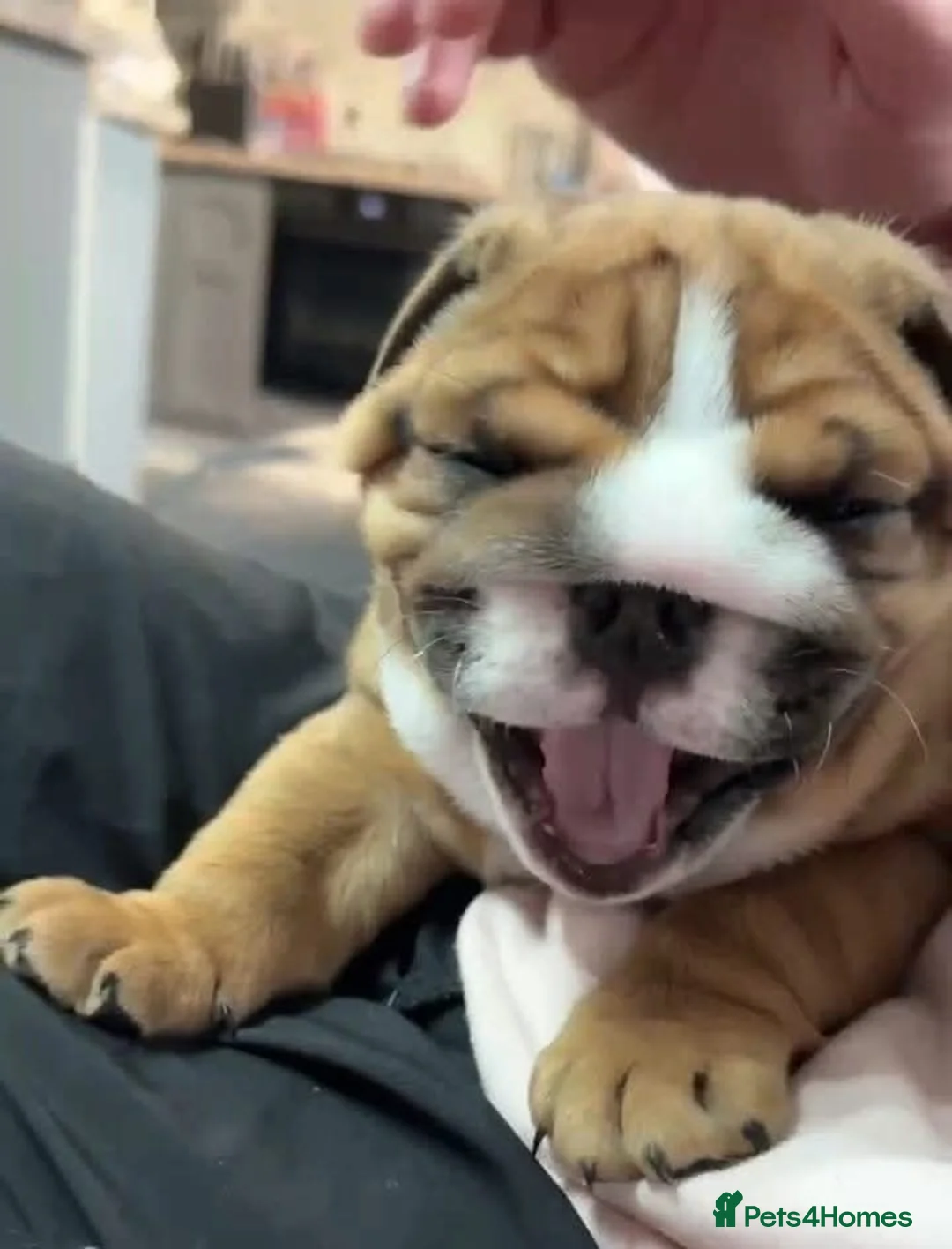 English Bulldog dogs for stud: Charlie for stud lilac and tan fullsuit - Advert 11