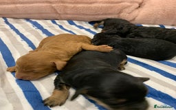 Cockapoo dogs for sale: F1 & F1b puppies. Health tested.  - Image 4