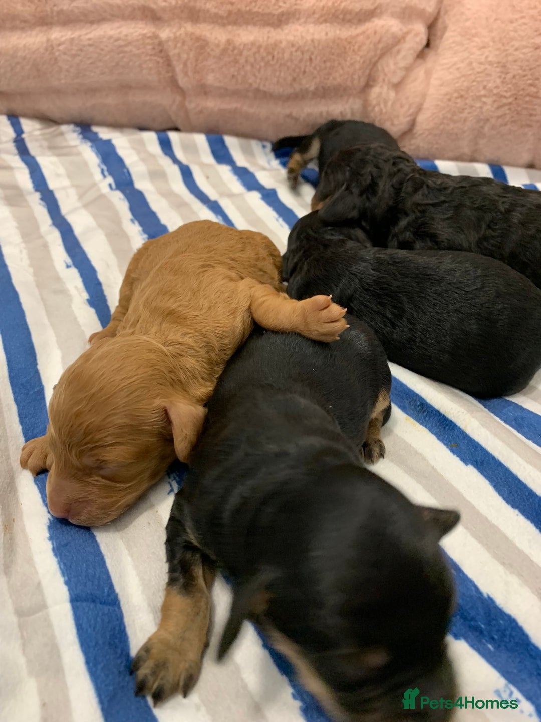 Cockapoo dogs for sale: F1 & F1b puppies. Health tested.  - Image 4